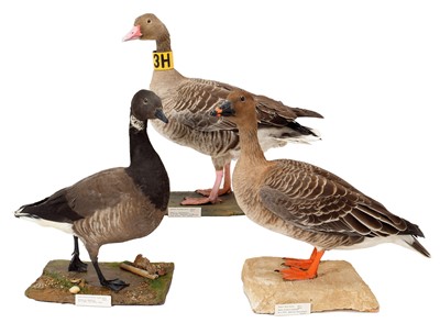 Lot 282 - Taxidermy: A Group of Three Geese, dated...