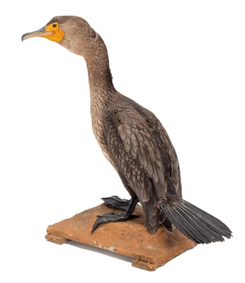 Lot 284 - Taxidermy: Cormorant (Phalacrocorax carbo),...