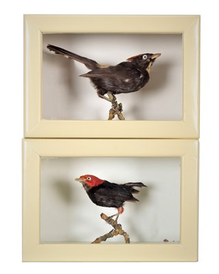 Lot 1287 - Taxidermy: Two Cased Tropical Birds, a cased...