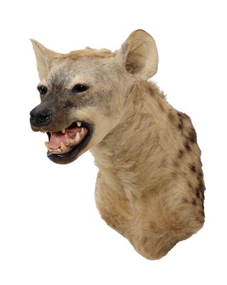 Lot 294 - Taxidermy: Spotted Hyena (Crocuta Crocuta),...