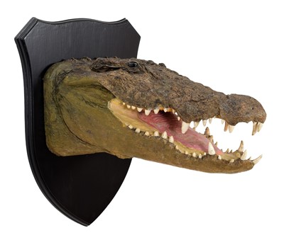 Lot 197 - Taxidermy: A Nile Crocodile (Crocodylus...