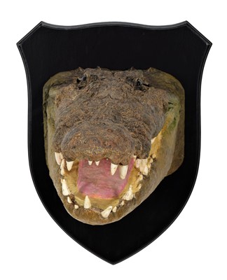 Lot 197 - Taxidermy: A Nile Crocodile (Crocodylus...