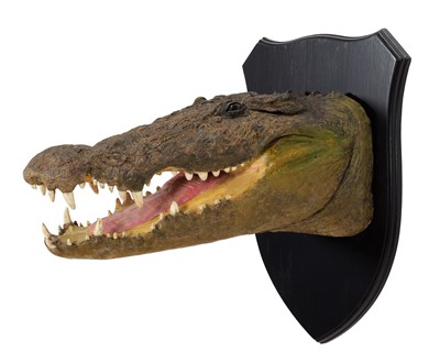 Lot 197 - Taxidermy: A Nile Crocodile (Crocodylus...