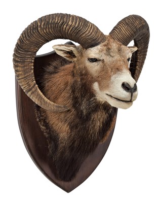 Lot 39 - Taxidermy: European Mouflon (Ovis aries...