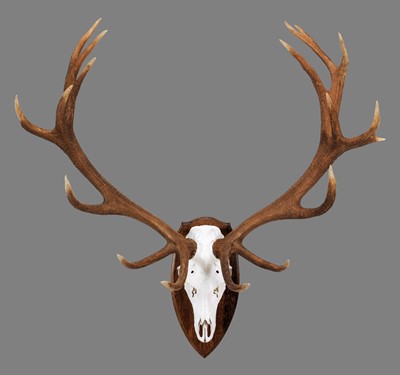 Lot 100 - Antlers/Horns: A Set of Scottish Red Deer...