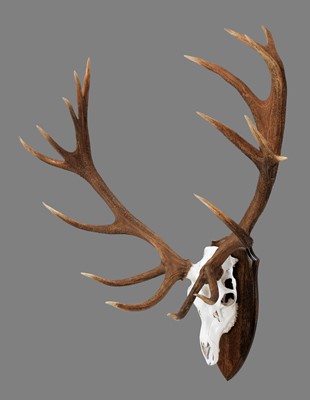 Lot 100 - Antlers/Horns: A Set of Scottish Red Deer...