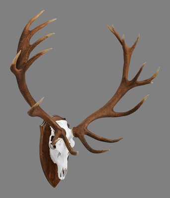 Lot 100 - Antlers/Horns: A Set of Scottish Red Deer...