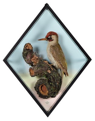 Lot 168 - Taxidermy: A Wall Cased Green Woodpecker...