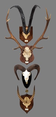 Lot 288 - Antlers/Horns: A Group of European & African...