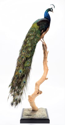 Lot 290 - Taxidermy: Indian Peacock (Pavo cristatus),...