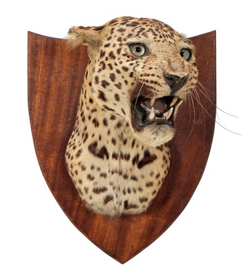 Lot 291 - Taxidermy: Indian Leopard (Panthera pardus...