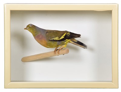 Lot 1307 - Taxidermy: A Cased Orange-Breasted Green...