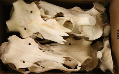 Lot 1088 - Antlers/Skulls: A Collection of European Red...