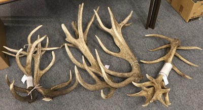 Lot 1088 - Antlers/Skulls: A Collection of European Red...