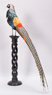 Lot 299 - Taxidermy: Lady Amherst's Pheasant...