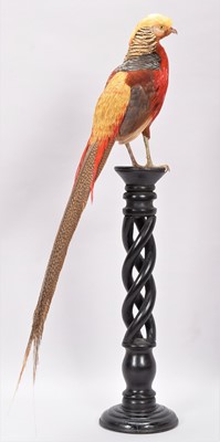 Lot 327 - Taxidermy: Golden Pheasant (Chrysolophus...