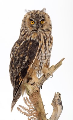 Lot 300 - Taxidermy: Long-eared Owl (Asio otus), dated...