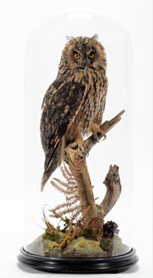 Lot 300 - Taxidermy: Long-eared Owl (Asio otus), dated...