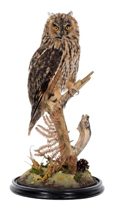 Lot 300 - Taxidermy: Long-eared Owl (Asio otus), dated...