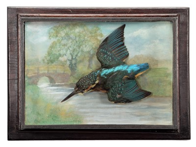 Lot 301 - Taxidermy: A Wall Cased European Kingfisher...