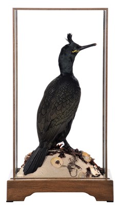 Lot 267 - Taxidermy: A Cased European Shag...