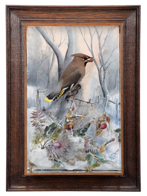 Lot 302 - Taxidermy: A Wall Cased Bohemian Waxwing...