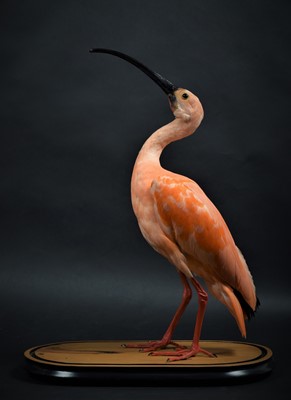 Lot 304 - Taxidermy: Scarlet Ibis (Eudomicus ruber),...