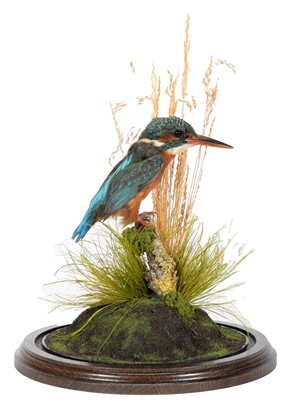 Lot 307 - Taxidermy: A European Kingfisher (Alcedo...