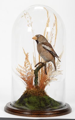 Lot 308 - Taxidermy: An Early 20th Century Hawfinch...