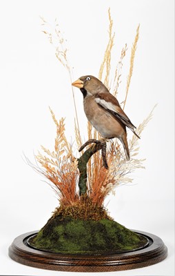 Lot 308 - Taxidermy: An Early 20th Century Hawfinch...