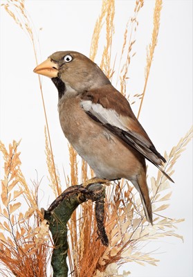 Lot 308 - Taxidermy: An Early 20th Century Hawfinch...