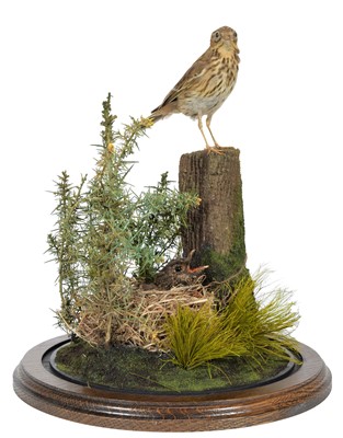 Lot 223 - Taxidermy: A Late 19th Century Meadow Pipit &...