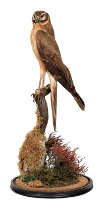 Lot 310 - Taxidermy: Montagu's Harrier (Circus pygargus),...