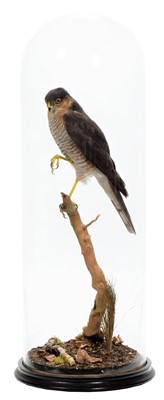 Lot 2096 - Taxidermy: A European Sparrowhawk (Accipiter...