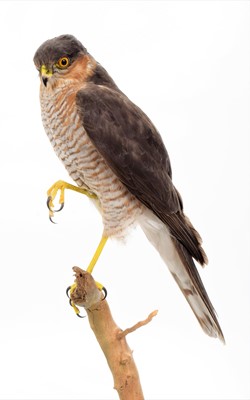 Lot 2096 - Taxidermy: A European Sparrowhawk (Accipiter...