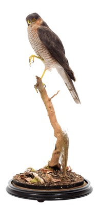 Lot 2096 - Taxidermy: A European Sparrowhawk (Accipiter...