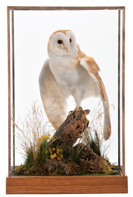 Lot 287 - Taxidermy: A European Barn Owl (Tyto alba),...