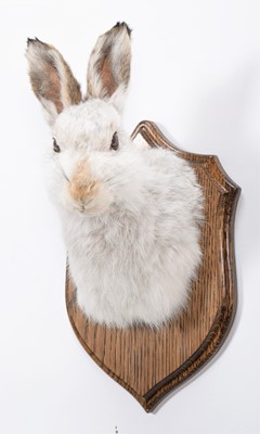 Lot 67 - Taxidermy: Scottish Mountain Hare (Lepus...