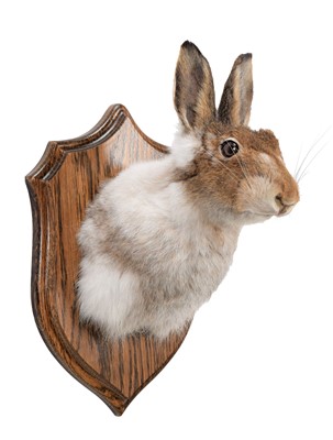 Lot 277 - Taxidermy: Scottish Mountain Hare (Lepus...