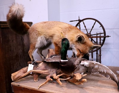 Lot 1275 - Taxidermy: A European Red Fox and Mallard Duck,...