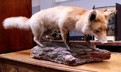 Lot 1268 - Taxidermy: A European Red Fox (vulpes vulpes),...