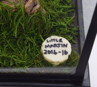 Lot 146 - Taxidermy: A Cased Four-toed or Pygmy Hedgehog...