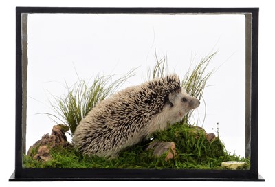 Lot 146 - Taxidermy: A Cased Four-toed or Pygmy Hedgehog...