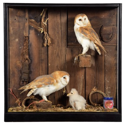 Lot 313 - Taxidermy: A Barn Owl Family Diorama (Tyto...