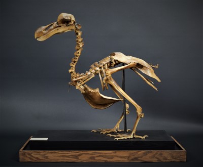 Lot 297 - Skeletons: A Cast of a Dodo Skeleton (†Raphus...