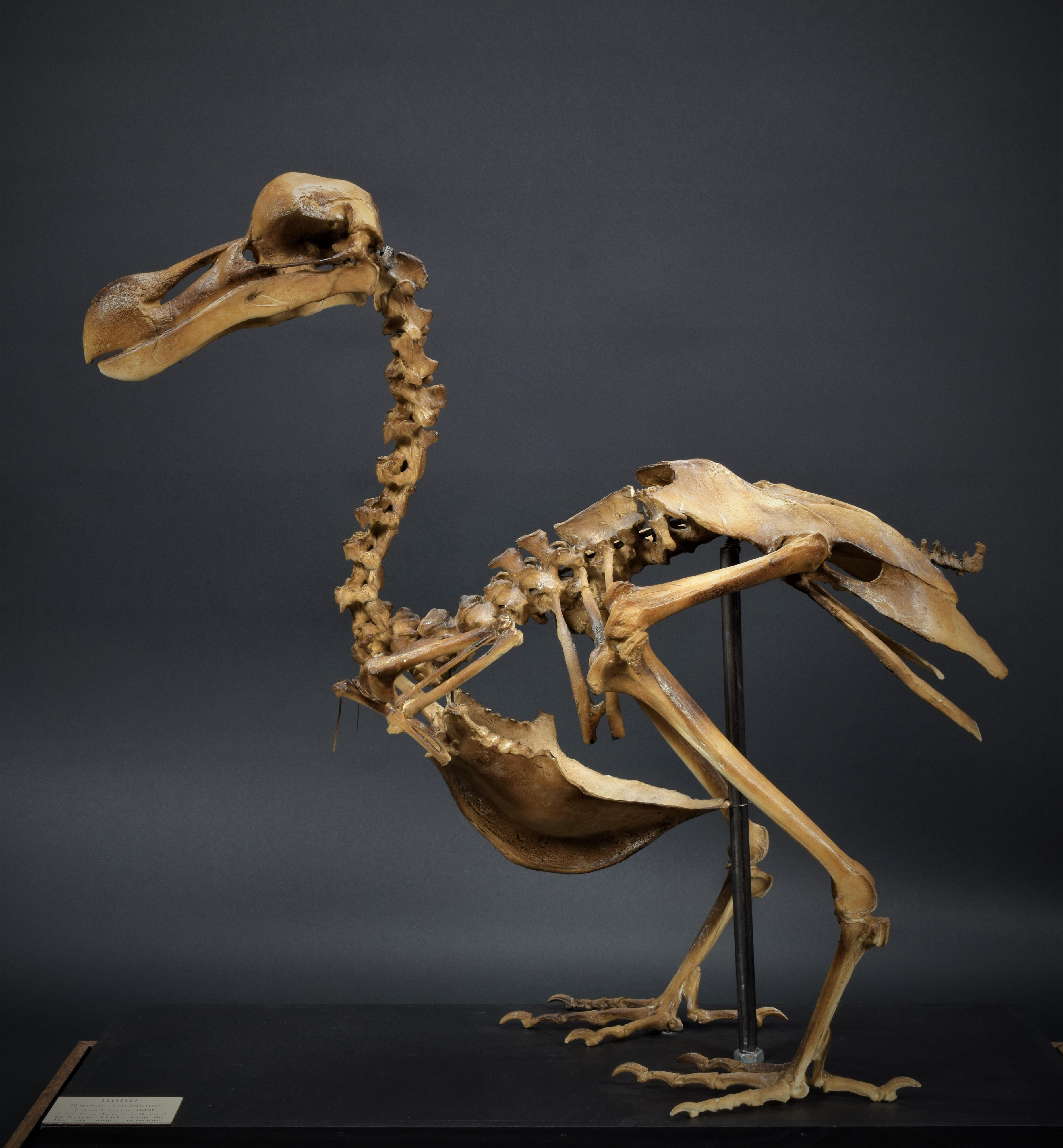 Lot 297 - Skeletons: A Cast of a Dodo Skeleton