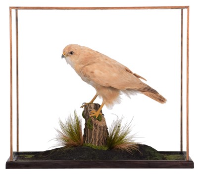 Lot 249 - Taxidermy: A Cased Leucistic Common Buzzard...