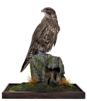 Lot 243 - Taxidermy: A Cased Black Gyr Falcon (Falco...