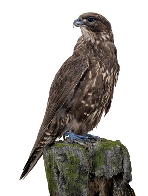 Lot 243 - Taxidermy: A Cased Black Gyr Falcon (Falco...