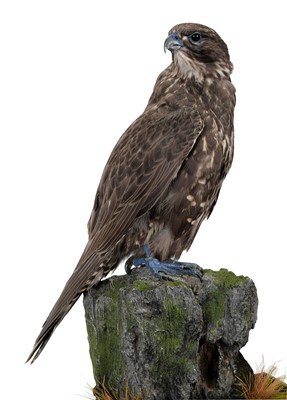 Lot 243 - Taxidermy: A Cased Black Gyr Falcon (Falco...